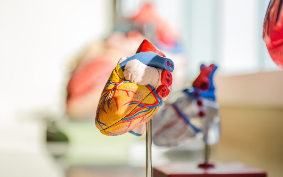 Anatomy of a Heart for CPR training